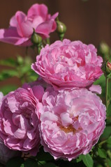 Róża Louis Odier