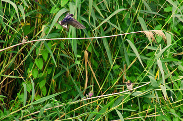 Jaskółka dymówka (Hirundo rustica) © Sabina