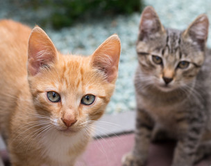 Fototapeta na wymiar Two kittens, ginger and striped.