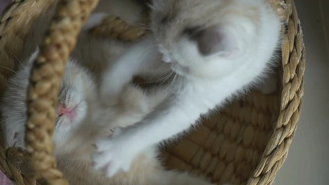 ow motion of funny tabby kittens breed Scottish Fold playing in the basket