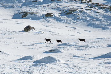 Line up of chamois in Gran Paradiso Park, Italy 