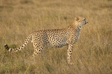 Cheetah