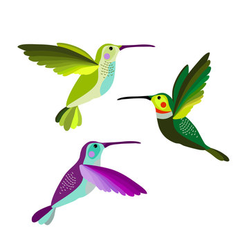 Hummingbird vector illustration bird, colibri birds set.