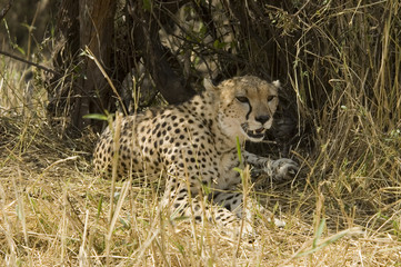 Fototapeta na wymiar Cheetah 1 - Masai Mara National Reserve - Kenya