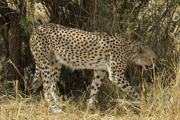Cheetah 2 - Masai Mara National Reserve - Kenya