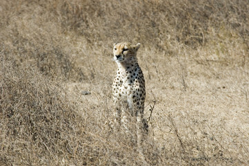 Cheetah 3 - Ngorongoro Conservation Area - Tanzania