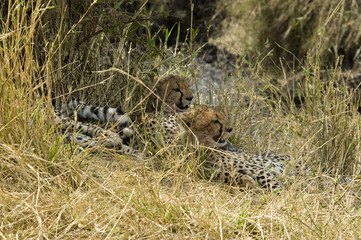 Cheetahs 1 - Masai Mara National Reserve - Kenya