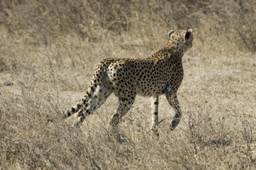 Cheetah 4 - Ngorongoro Conservation Area - Tanzania