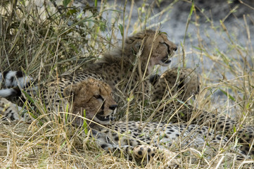 Cheetahs 2 - Masai Mara National Reserve - Kenya