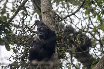 Chimpanzee 3 - Nyungwe National Park - Rwanda