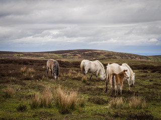 View across the Shropshire hills from the Long Mynd on a spring day, with wild horses in the...