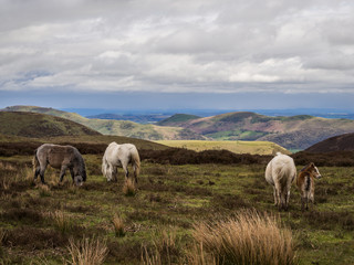 Naklejka na ściany i meble View across the Shropshire hills from the Long Mynd on a spring day, with wild horses in the foreground, Church Stretton, Shropshire, UK.