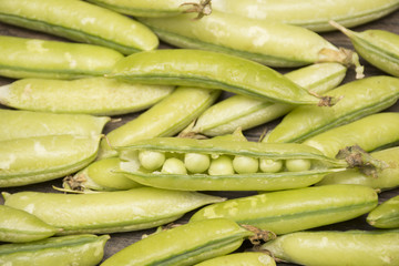 
Pea, (Pisum sativum)