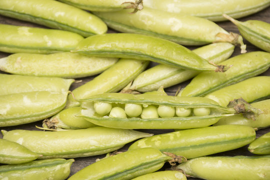 
Pea, (Pisum sativum)