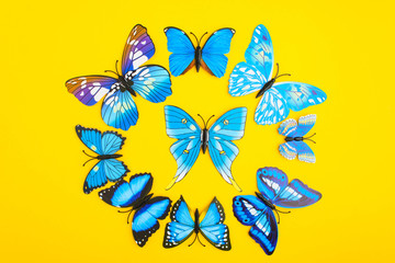 Blue butterfly on yellow background