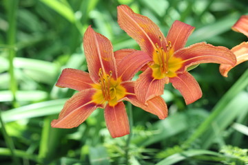 Orange day lily (Hemerocallis) beside an old country road. Day lilies are rugged, adaptable, vigorous perennials and comes in a variety of colors


