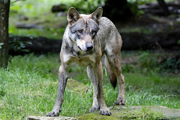 Eurasischer Wolf 