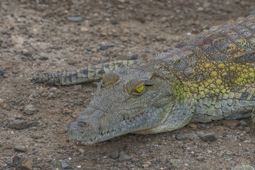 Nile crocodile the silent killer  