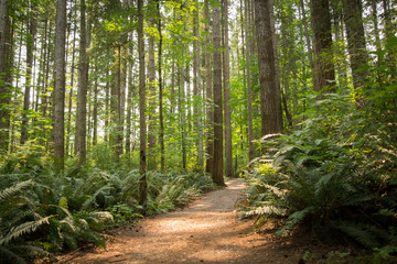 Obraz premium Footpath through the forest