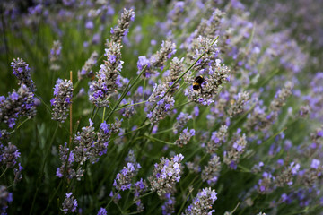Bumble Bee Lavender
