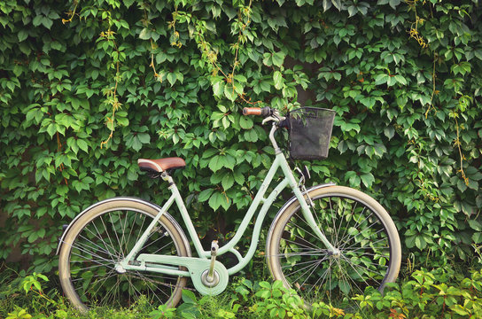 Vintage bicycle with a basket on green ivy creeper wall background. Toned image