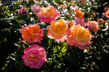 Fototapeta na wymiar Yellow Pink Rose Regent's Park