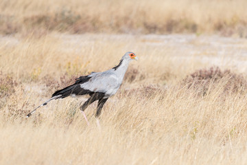 Secretary Bird, Sagittarius serpentarius walking in grass