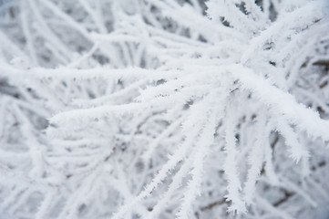 Winter trees in the snow