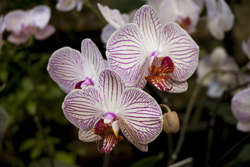 White orchid flowers with purple stripes on petals, against the backdrop of a garden