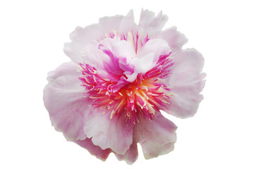 Pink-white peony flower with fluffy petals and a yellow core, on a white isolated background
