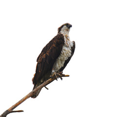 Osprey on Branch against white