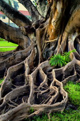 Exotic tree roots.