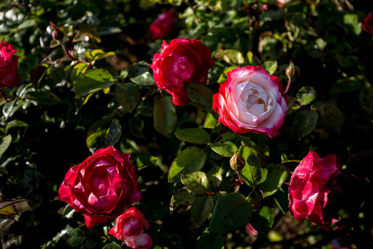Delight Images