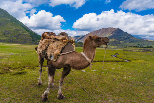 Kamel im Altai Gebirge Mongolei