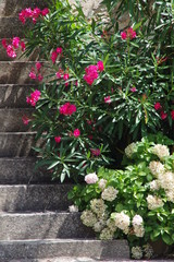 Mediterrane Treppe mit Blumen