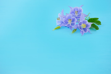 The flowers of Aquilegia on light blue background. Four purple flower on a pure blue background. Suitable for any design, plenty of space for text.