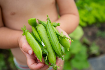 child holding pea pods