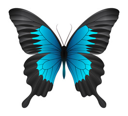 Beautiful butterfly isolated on a white background