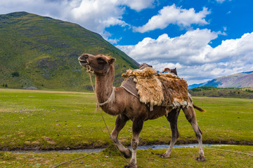 Kamel im Altai Gebirge Mongolei