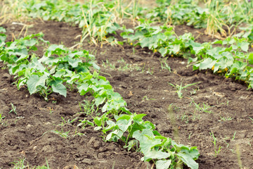 Beds with cucumbers in garden