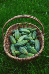 cucumbers in a basket on green grass