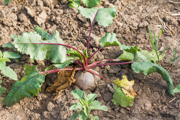 Sugar beet in a field. Rural scene. Crop and farming
