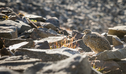 Svalbard Rock ptarmigan, Lagopus muta hyperborea, female with summer plumage, Svalbard