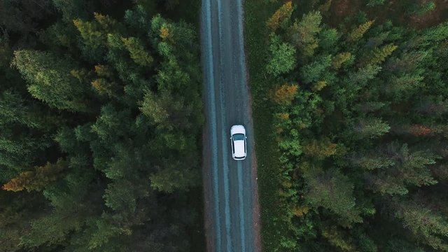 Aerial shot of car driving on road in pine tree forest. Drone shot of gravel road and trees, following white car