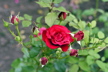 Red rose in the flower bed in the park.