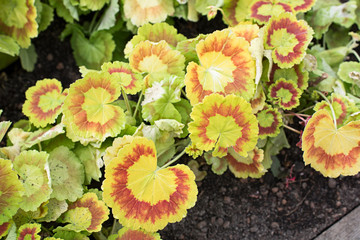 Background of red and yellow leaves of pelargonium