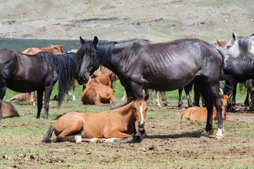 Fototapeta premium A small herd of horses in corral in Altai rural region