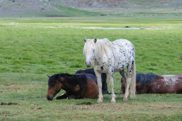 A small herd of horses in corral in Altai rural region