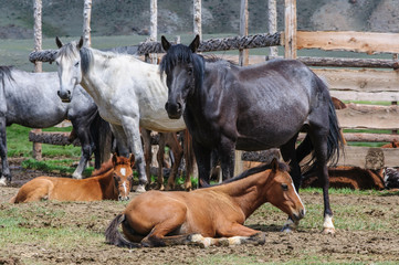 Fototapeta premium A small herd of horses in corral in Altai rural region