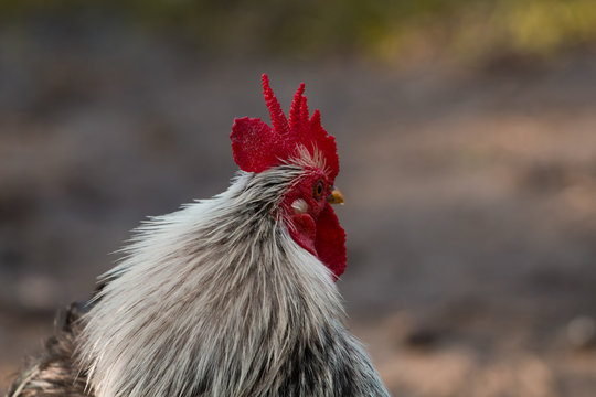 Cabelo de galo
